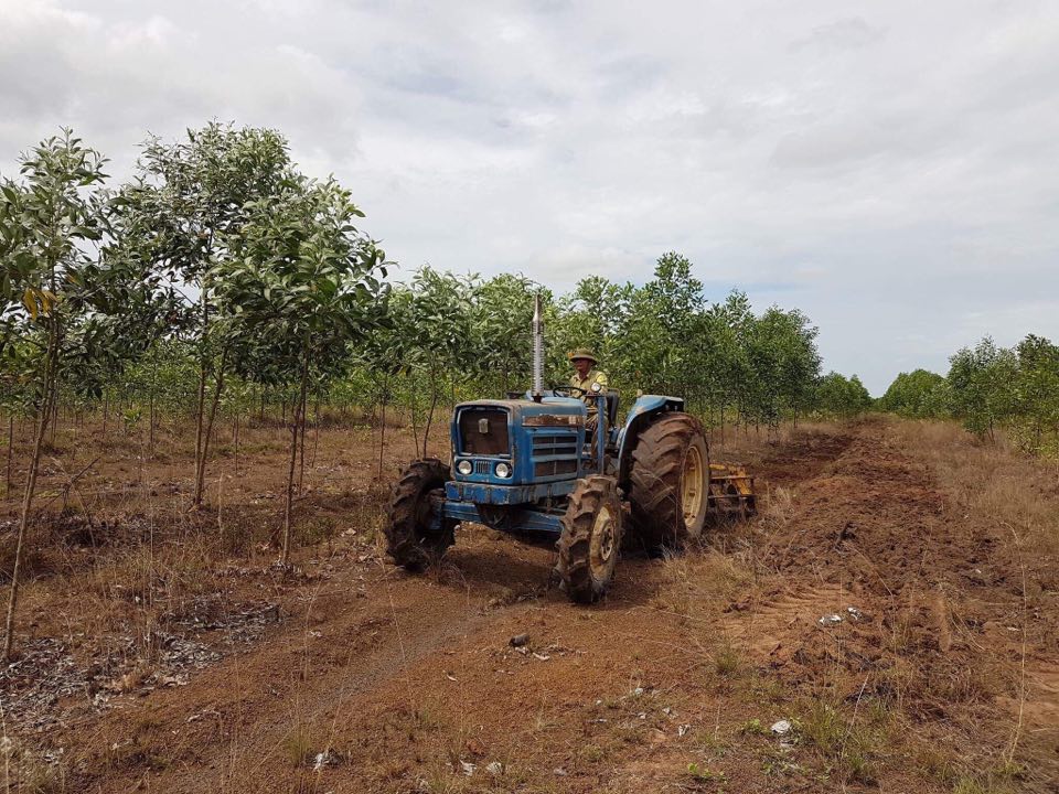 Ảnh: Cây keo lai trồng năm 2015 tại BQLRPH Lộc Ninh. Nguồn: Quỹ Bảo vệ và Phát triển rừng đi kiểm tra trồng rừng thay thế tại Ban Quản lý rừng phòng hộ huyện Lộc Ninh ngày 2/11/2017.