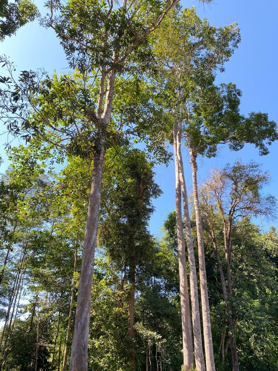 Thực hiện hiệu quả chính sách chi trả dịch vụ môi trường rừng trên địa Bình Phước